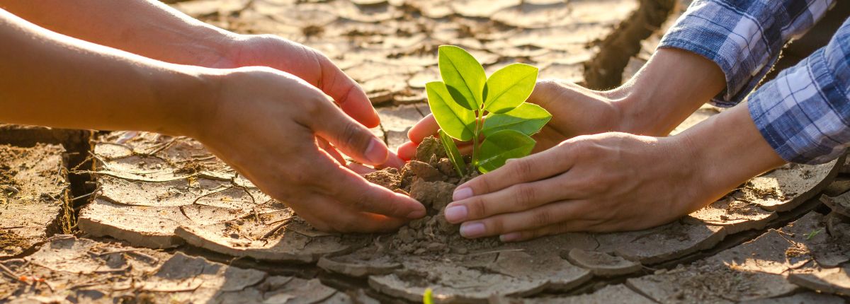 réchauffement climatique 