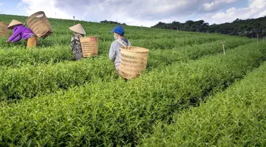 agriculteur dans un champ ancien temps