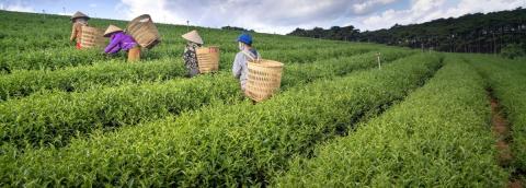 agriculteur dans un champ ancien temps